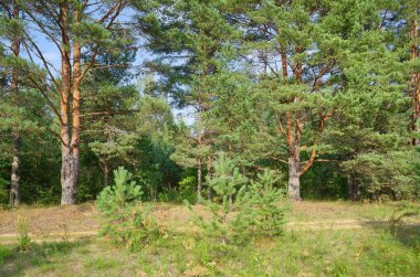 Seliger 'in doğası. Güneşli bir günde, çam ağaçlarıyla dolu yaz manzarası
