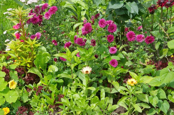 夏の日に花壇に飾る庭の花 — ストック写真