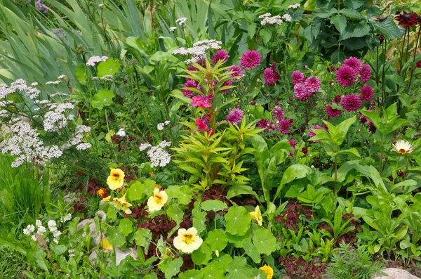 Blomma Säng Med Olika Dekorativa Trädgård Blommor — Stockfoto