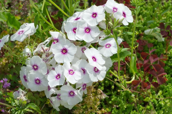 Bianco Annuale Phlox Fiorisce Nel Giardino Estivo — Foto Stock