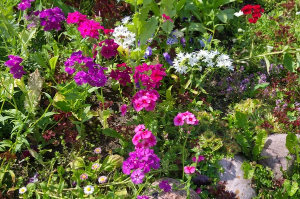 庭の花壇にはさまざまな品種の年間フロックスが咲きます — ストック写真