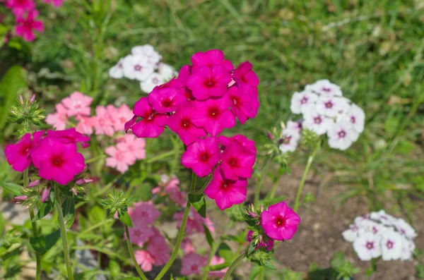 Colorato Annuale Phlox Fiorisce Una Aiuola Giardino — Foto Stock