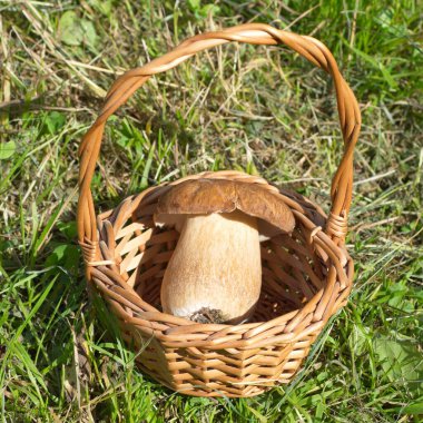 White mushroom (lat. Boletus edulis) in a basket on the grass