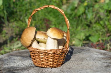 Eski bir kütüğün üzerinde bir sepet porcini mantarı.