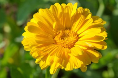 Sarı Calendula ya da kadife çiçeği (Lat. Calendula officinalis) yakın plan