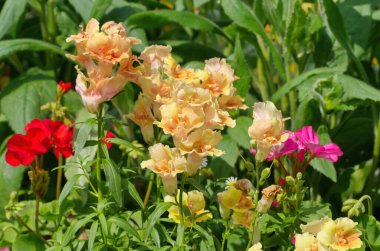 Antirrhinum, yaz bahçesindeki bir çiçek tarlasında çiçek açar.