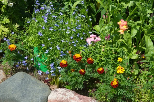 Λουλούδια Κήπου Ένα Παρτέρι Έναν Καλοκαιρινό Κήπο — Φωτογραφία Αρχείου