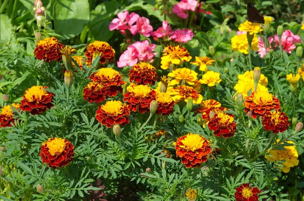 Huwelijken Lat Tagetes Bloeien Een Bloembed Een Zomerdag — Stockfoto