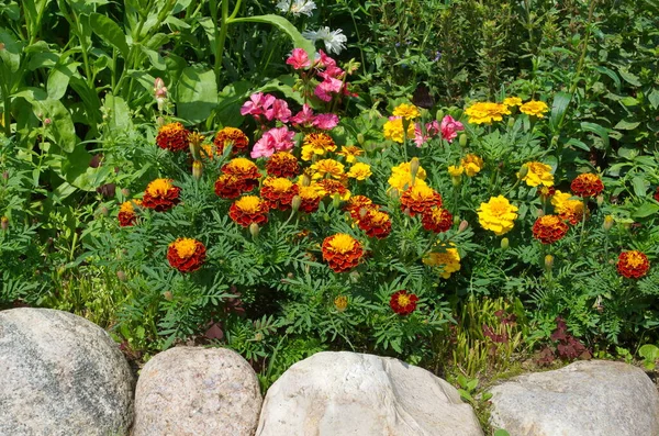 Cama Flores Decorativa Com Calêndulas Lat Tagetes Dia Verão — Fotografia de Stock