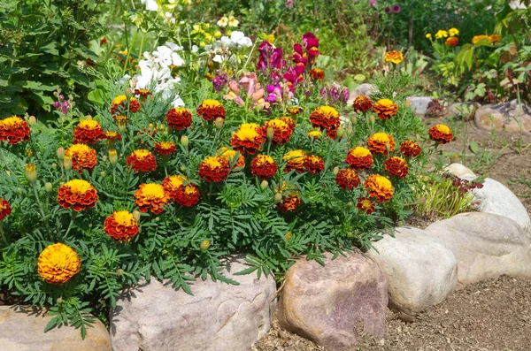 Brillantes Caléndulas Macizo Flores Entre Flores Jardín — Foto de Stock