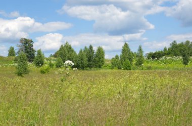 Güneşli bir günde yaz manzarası