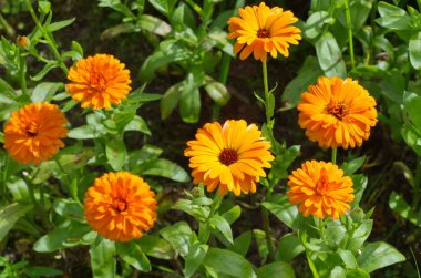 Çiçek açan turuncu takvim (Lat. Calendula officinalis) yaz bahçesinde