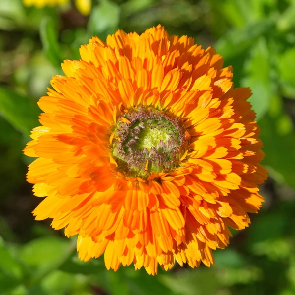 Calendula Odrůdy Zelené Srdce Lat Calendula Officinalis Zahradě Detailní Záběr — Stock fotografie