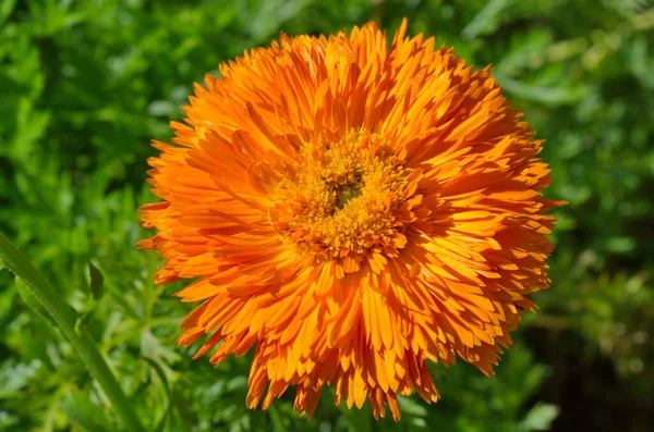 Blooming Terry Calendula Lat Calendula Officinalis Garden Close — Stock Photo, Image