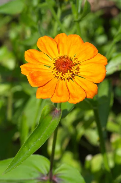 Orange Zinnia Fleurit Dans Jardin Été — Photo