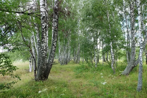 Zomer Landschap Met Berkenbos — Stockfoto