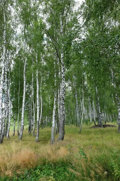 Sommarlandskap Med Björkar — Stockfoto