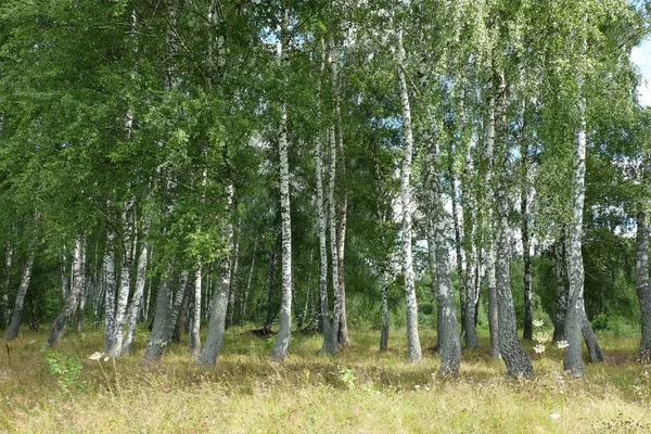 Paisagem Verão Com Bosque Bétula — Fotografia de Stock