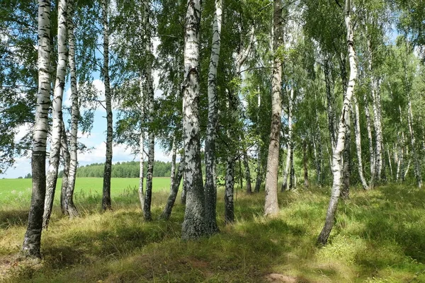 Sommerlandschaft Mit Birkenwald Einem Sonnigen Tag — Stockfoto
