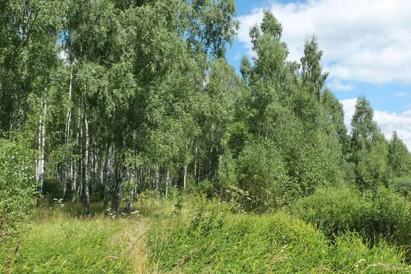 Der Rand Eines Birkenwaldes Einem Sonnigen Sommertag — Stockfoto
