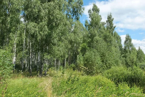 Kanten Björkskog Solig Sommardag — Stockfoto