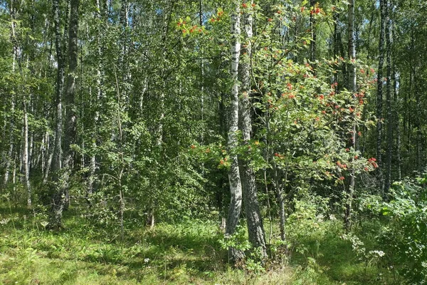 Sommarlandskap Med Skog Solig Dag — Stockfoto