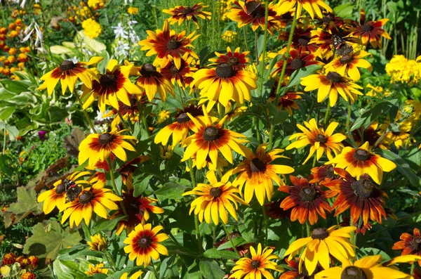 Fényes Rudbeckia Virágzik Nyári Kertben Egy Napsütéses Napon — Stock Fotó