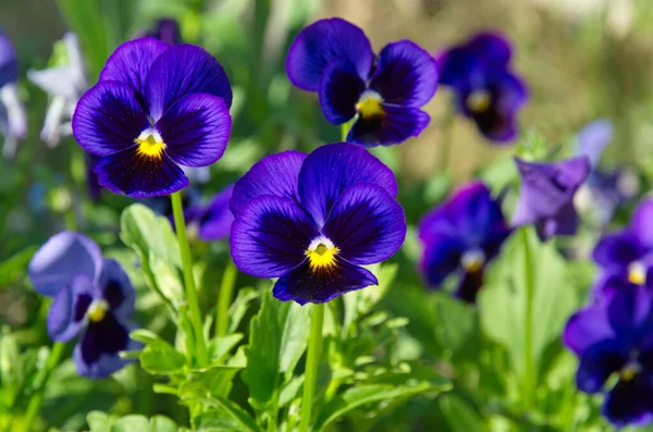 Violeta Tricolor Lat Viola Tricolor Pansies Canteiro Flores Jardim Close — Fotografia de Stock