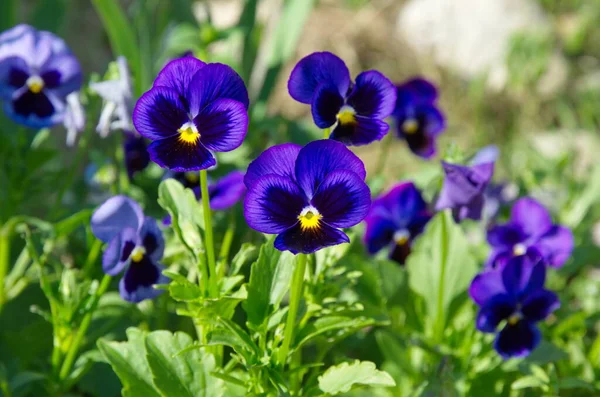 ヴィオラの三色 またはパンジーは庭の花壇に咲きます — ストック写真