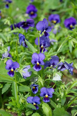 Üç renkli viyola, ya da bahçede çiçek açan nonoşlar.