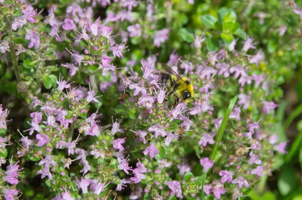 Bumblebee Coleta Néctar Tomilho Florido Lat Thymus Serpyllum — Fotografia de Stock