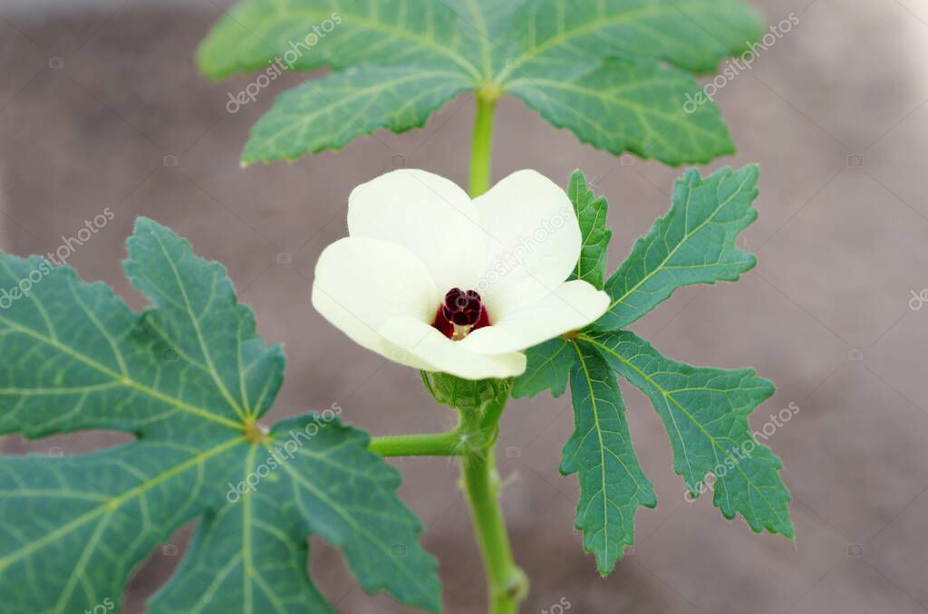 Okra floreciente, o Abelmoschus esculentus planta tropical en la