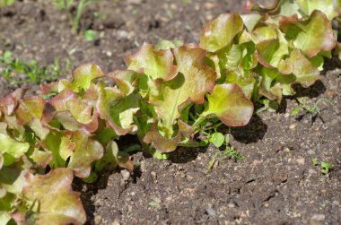 Bahçedeki yatakta kırmızı yapraklı marul.