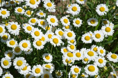 Leucanthemum vulgare, veya bahçe papatyası, arka plan