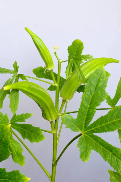 Abelmosch Ehető Vagy Okra Lat Abelmoschus Esculentus Egy Trópusi Növény — Stock Fotó