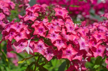 Yaz bahçesinde çiçek açan pembe Phlox.