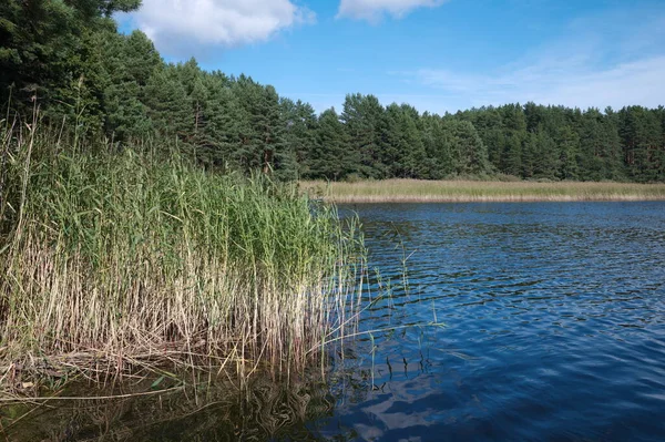Jezioro Seliger Słoneczny Letni Dzień Obwód Twerski Rosja — Zdjęcie stockowe