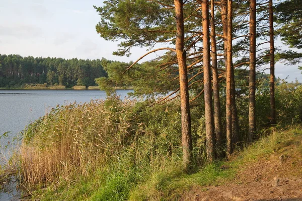 Pinheiros Margem Lago Seliger Região Tver Rússia — Fotografia de Stock