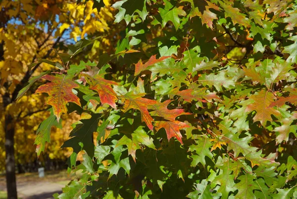 Färgglada Blad Röd Eller Järnek Lat Quercus Rubra Grenar Hösten — Stockfoto