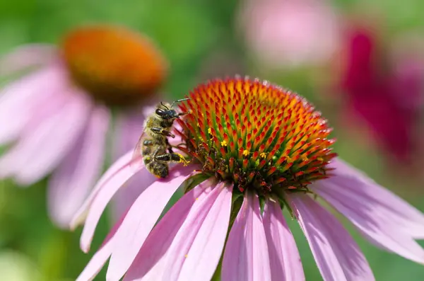 Lebah Pada Bunga Echinacea Purpurea Close — Stok Foto
