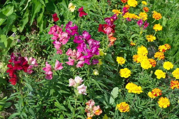 Snapdragon Large Flowered Lat Антиринум Маригольды Лат Tagetes Цветут Клумбе — стоковое фото