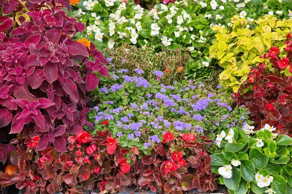 Dekoratif bahçe çiçekleri olan güzel çiçek tarhı