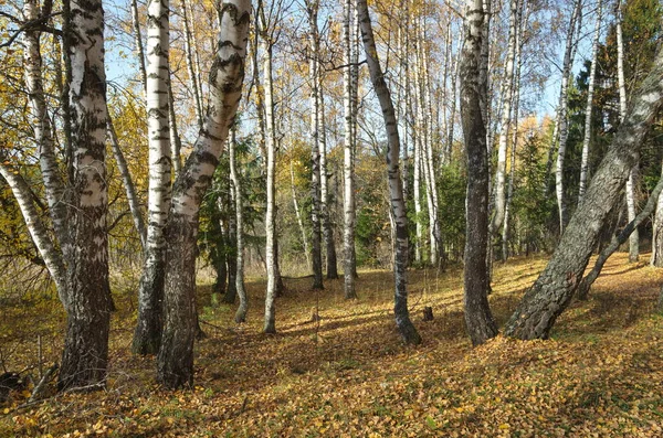 Paisagem Outono Com Bétulas Folhas Caídas Floresta — Fotografia de Stock