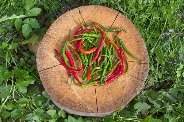 Rode Groene Hete Peperpeulen Een Houten Stronk Tuin — Stockfoto