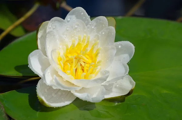White Nymphaea or water Lily — Stock Photo, Image