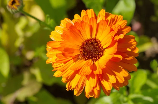 Flower Calendula closeup. — Stock Photo, Image