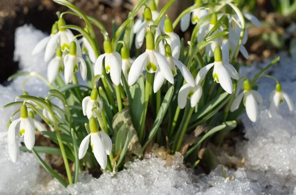 The first spring flowers — Stock Photo, Image