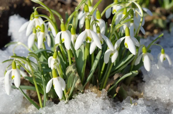 De eerste lentebloemen — Stockfoto