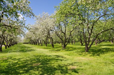 Bahar bahçesinde çiçek açan elma ağaçları.