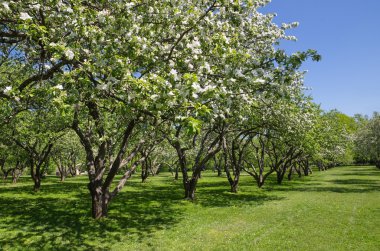 Bahar bahçesinde çiçek açan elma ağaçları.